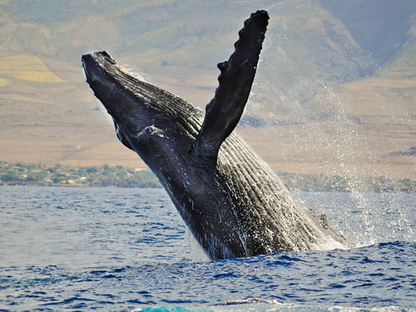 ホエールウォッチング