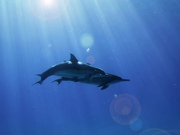 ドルフィン＆ユー