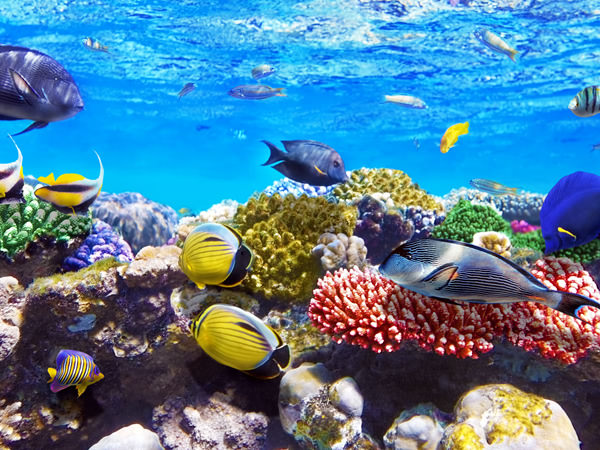 シュノーケリング